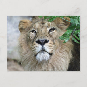 Lion 002 postcard