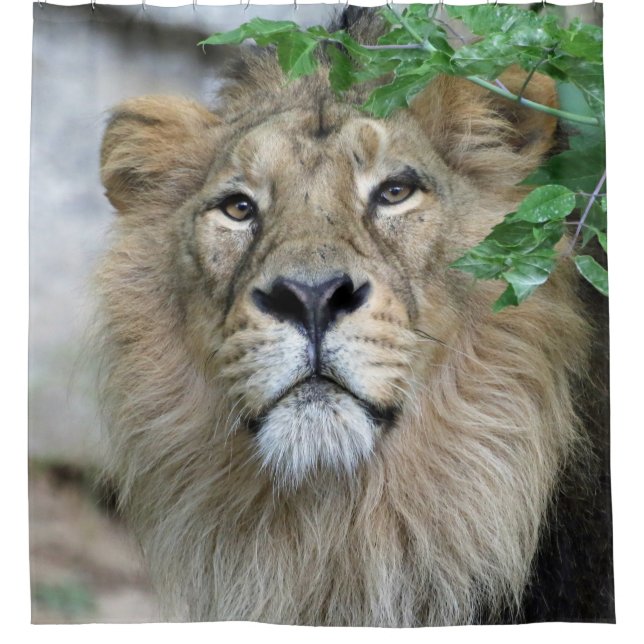 Lion 002 shower curtain (Front)