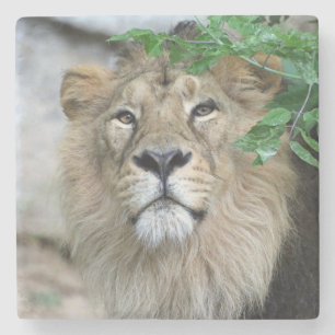 Lion 002 stone coaster