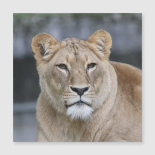 Lion 004