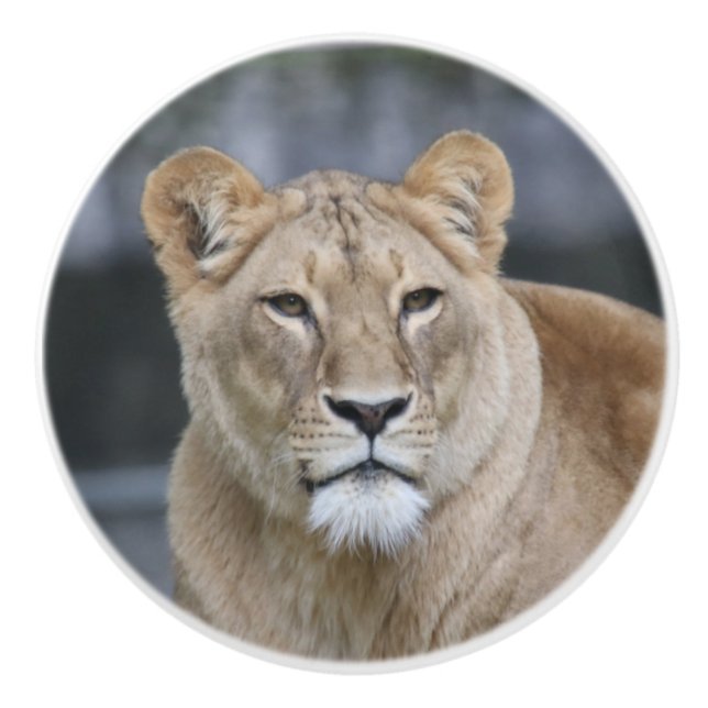 Lion 004 ceramic knob (Front)