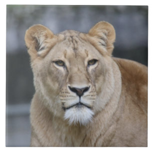 Lion 004 ceramic tile