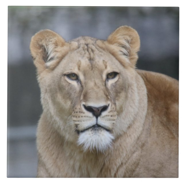 Lion 004 ceramic tile (Front)