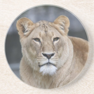 Lion 004 coaster