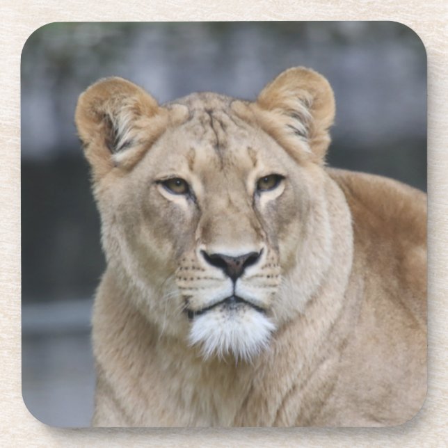 Lion 004 coaster (Front)