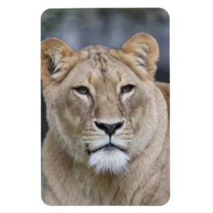 Lion 004 magnet