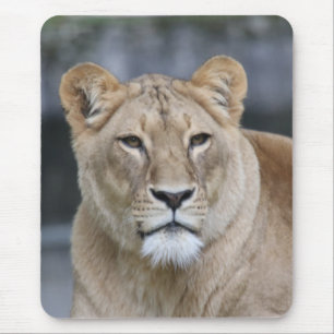 Lion 004 mouse pad