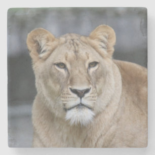 Lion 004 stone coaster