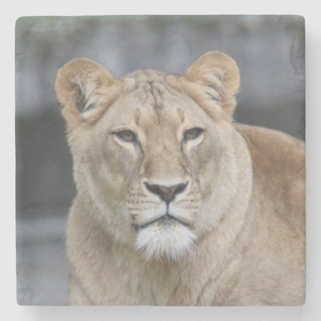Lion 004 stone coaster (Front)