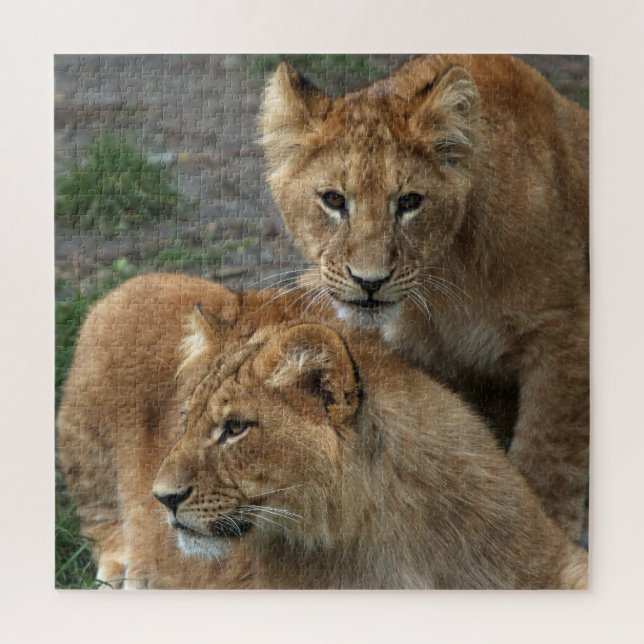 Lion 011 by JAMFoto Jigsaw Puzzle (Vertical)