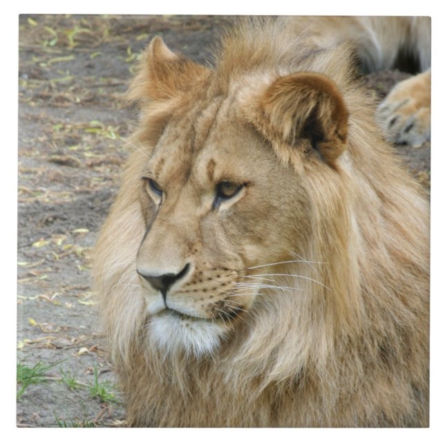 Lion 011 ceramic tile (Front)