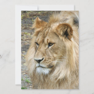 Lion 011 holiday card