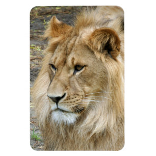 Lion 011 magnet