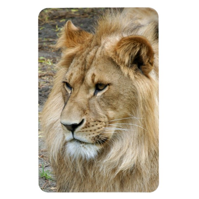 Lion 011 magnet (Vertical)