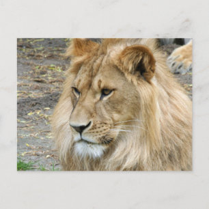 Lion 011 postcard
