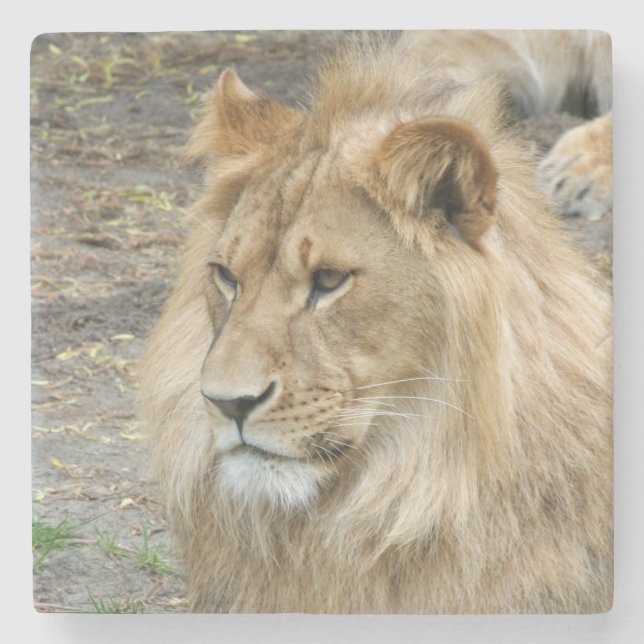 Lion 011 stone coaster (Front)