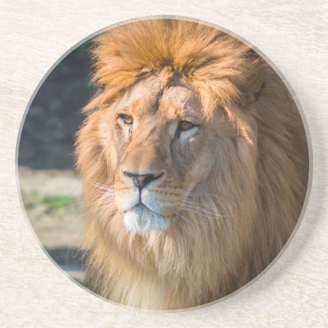 Lion 013 coaster (Front)