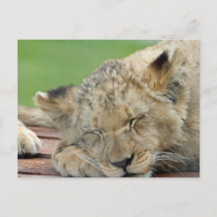 Lion 014 postcard