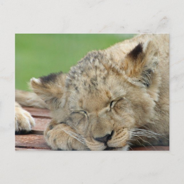 Lion 014 postcard (Front)