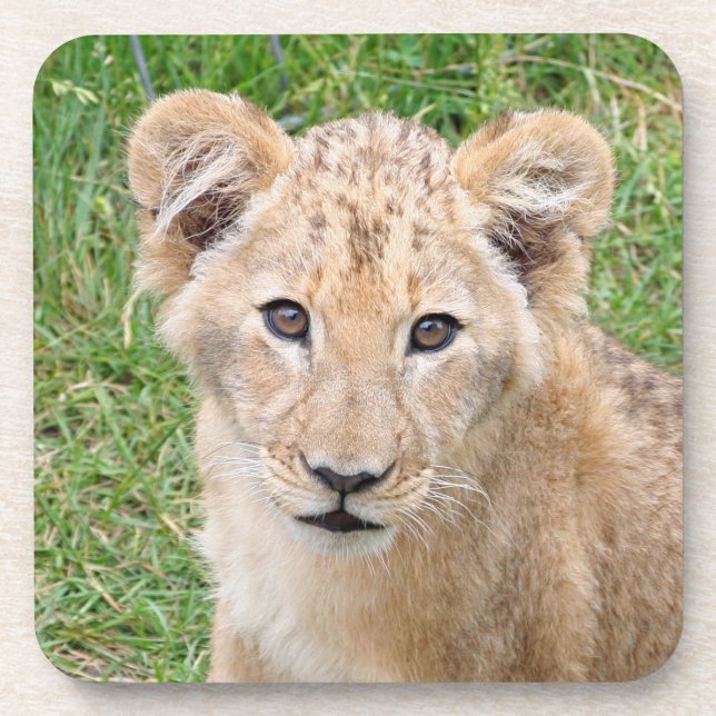 Lion 016 coaster (Front)