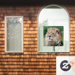 Lion 021