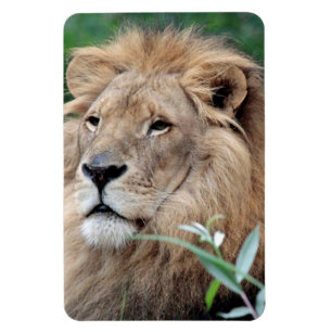 Lion 021 magnet