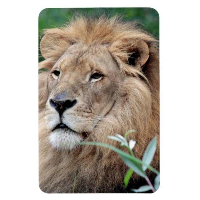 Lion 021 magnet (Vertical)
