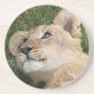 Lion 022 coaster