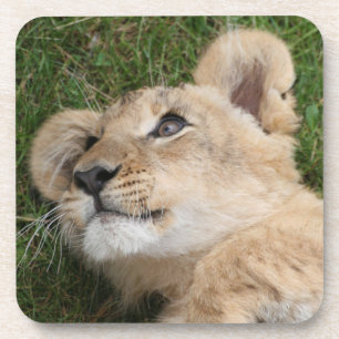 Lion 022 coaster