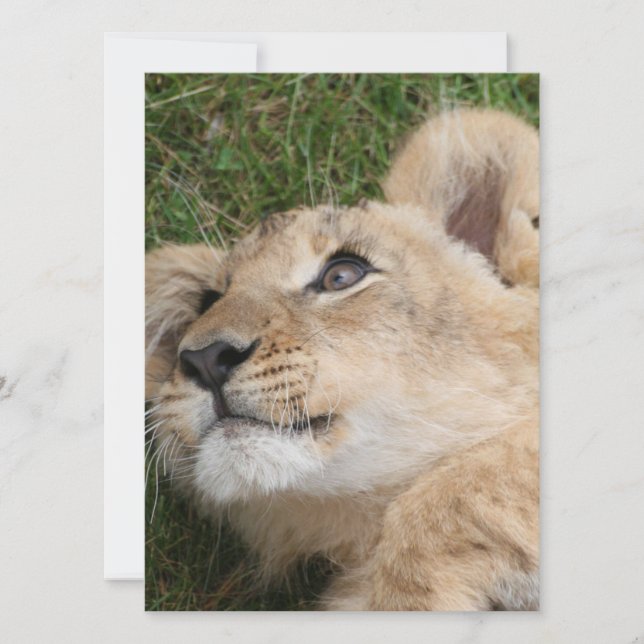 Lion 022 holiday card (Front)