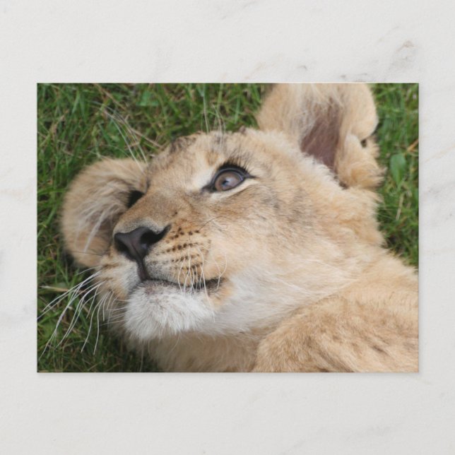 Lion 022 postcard (Front)