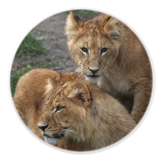 Lion 033 ceramic knob (Front)