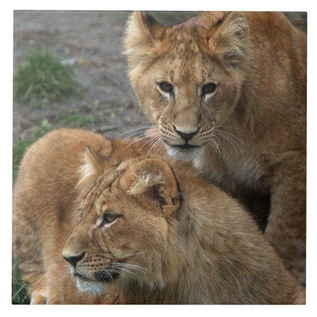 Lion 033 ceramic tile (Front)