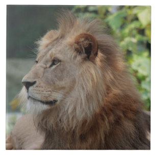 Lion 035 ceramic tile