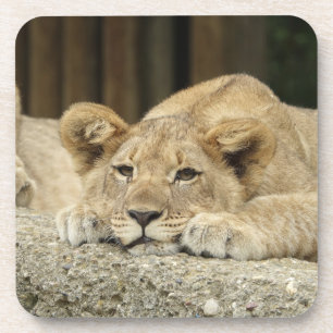 Lion 040 coaster