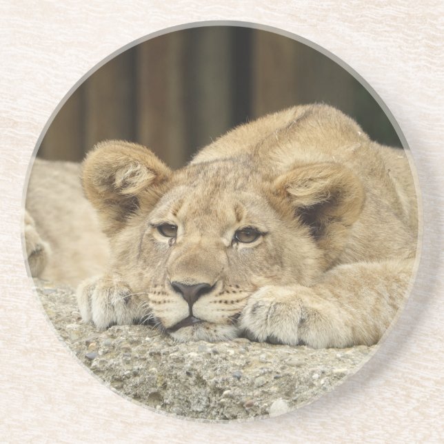 Lion 040 coaster (Front)