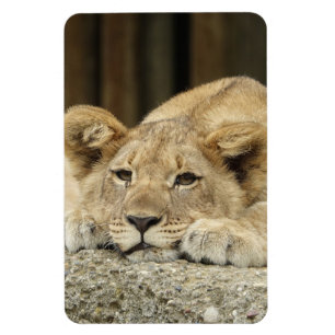 Lion 040 magnet