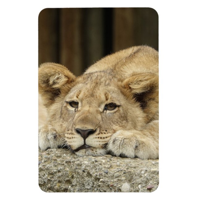 Lion 040 magnet (Vertical)