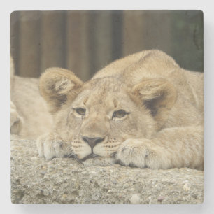 Lion 040 stone coaster