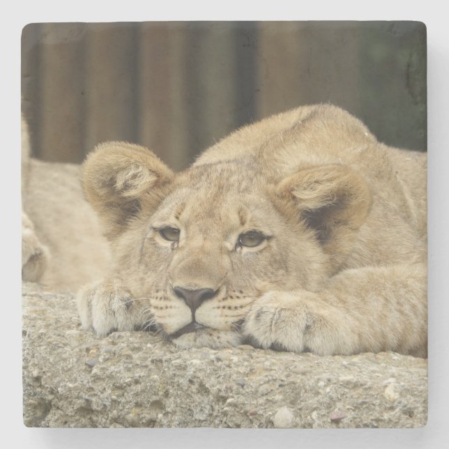 Lion 040 stone coaster (Front)