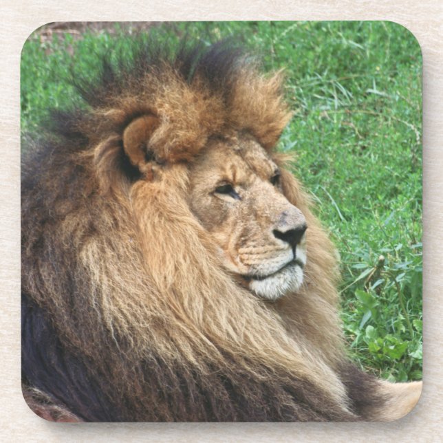 Lion_2015_0701 Coaster (Front)