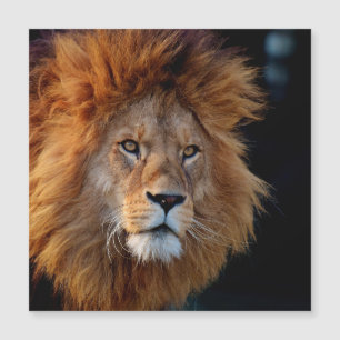 Lion_20180712_by_JAMFoto