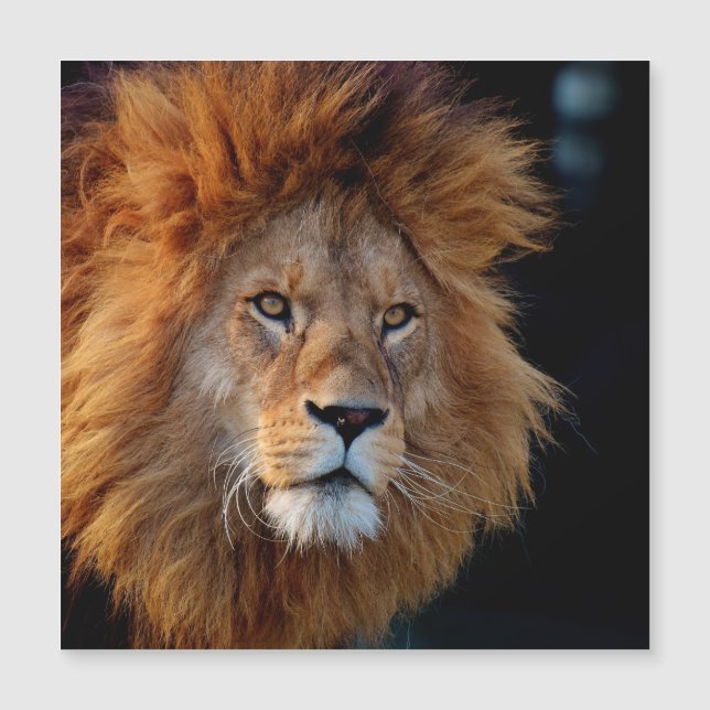 Lion_20180712_by_JAMFoto (Front)
