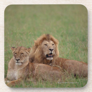 Lion 2 coaster