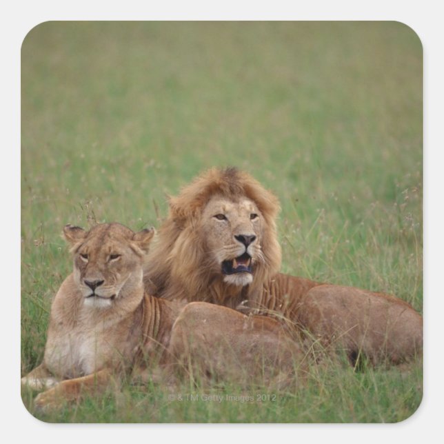 Lion 2 square sticker (Front)