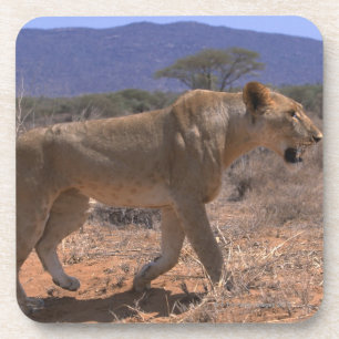 Lion 3 coaster