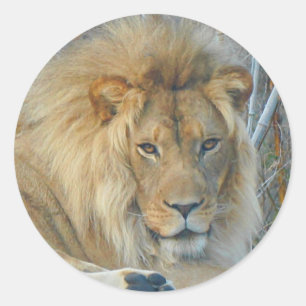 Lion #3 Stickers