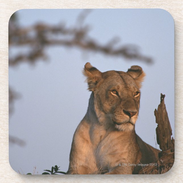 Lion 4 coaster (Front)