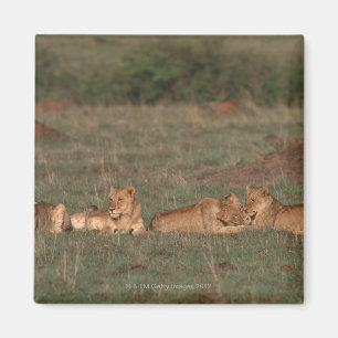 Lion 4 magnet