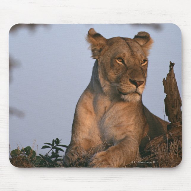 Lion 4 mouse pad (Front)
